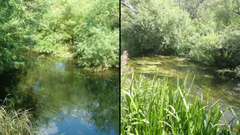 Chris Turnbull Two images side by side show the River Wensum in 2009 on the left and in 2026. The image on the left shows the river is much clearer whereas the image on the right shows a proliferation of reeds growing.