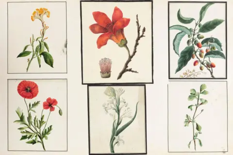 DAG The image shows paintings from the collection of botanical watercolours, likely from Murshidabad in West Bengal.