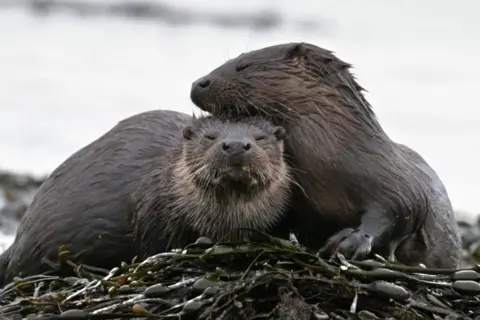 Howard Russell Two wet otters sitting close together on a bed of seaweed by the water, one leaning affectionately against the other.