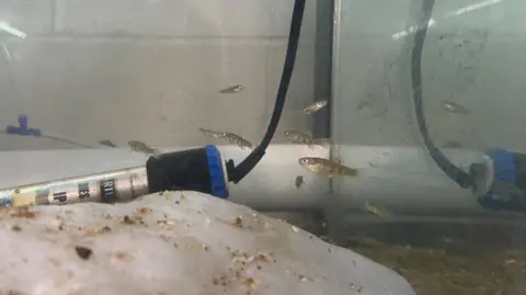 Mexican boxer pupfish swimming in a tank. They are small and silver with dark stripes.