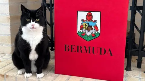 Palmerston, formerly the chief mouser at the Foreign and Commonwealth Office, sits next to a folder with the crest of Bermuda on it