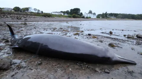 The whale is lying on its side on beach dotted with stones and rocks. It is almost back in colour and wet and shiny. There are white-walled houses further along the shore.
