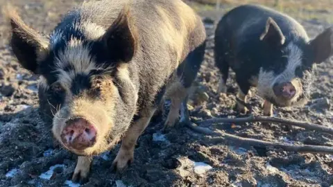 Pigs in the Wood Poppy and Josephine are Kunekune pigs, and are pictured standing in mud