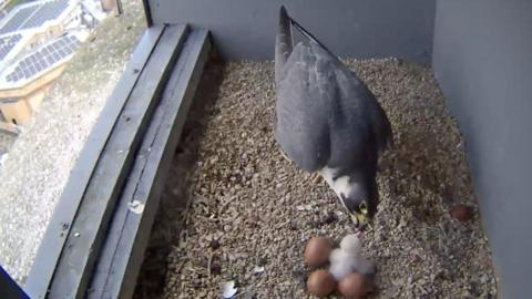 A peregrine falcon feeds its chick in a nest box