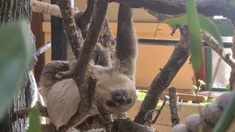 Jersey Zoo A sloth asleep on a branch dangling upside down. Her eyes are closed and is surrounded by wooden branches. 