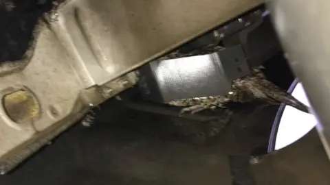 RSPCA Pheasant trapped in engine cavity