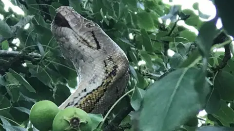 RSPCA Python stuck in tree