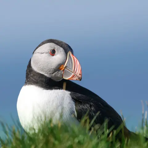 Laurence Riley A close-up view of a puffin perched on grassy ground, showing its bright orange-and-black beak, white chest, and dark wings with a pale blue background of the sky and sea.