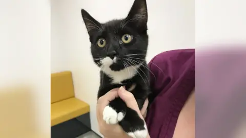 RSPCA the saved kitten