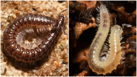 Liam Olds Close-up views of two millipedes, Maerdy Monster and Beddau Beast