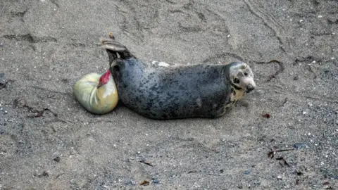 Martin Yelland A grey seal giving birth to its pup. There is a red and grey-ish sac behind the seal containing the pup. The seal is on a sandy beach.