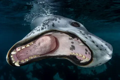 Sam Blount/UPY2026 Close-up of a leopard seal's jaws