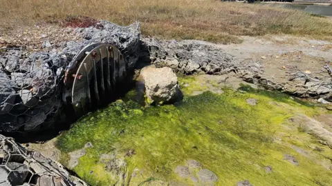 Tom Rutland Thick green algae sitting on top of a stagnant body of water next to a drain entrance.