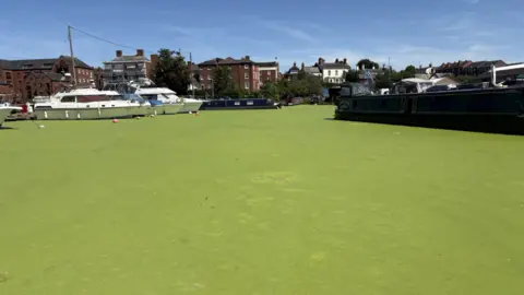 Stourport Basin pictured filled with green duck weed which has completely covered the surface so no water can be seen. Two white yachts are pictured floating and several narrowboats are also moored in the basin. 