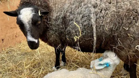 Baylham House Farm Asheep and lamb at Baylham House Farm