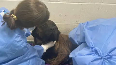 Birmingham Dogs Home A large brown dog is lying down while two women in blue overalls tend to her and hold her head. 