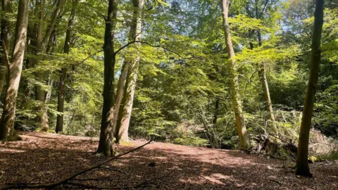 Simon Mortimer/Geograph A path through a heavily wooded area. It is a sunny day and there is a blue sky. 