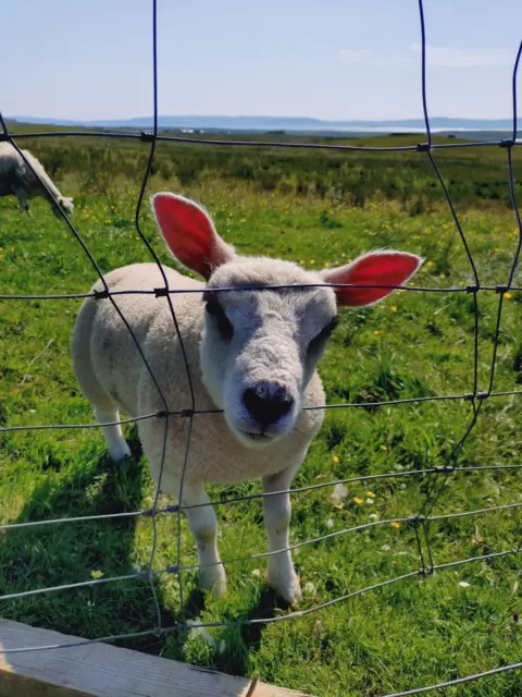 Melanie Paproth A young sheep looking through farm fencing on a sunny day.