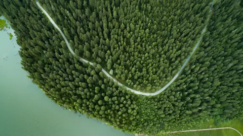 Getty Images Yunnan forest