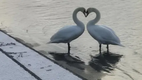 Two swans have their heads pushed together in a way that makes heart shape. The steps down to the river they are standing in is dusted with snow.