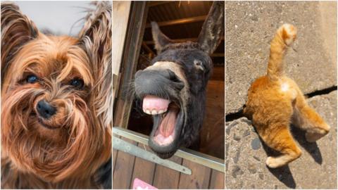 a grumpy dog a yawning horse and a stuck cat