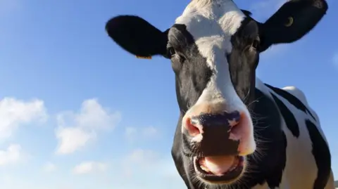 A close-up photograph shows a friesian cow with its mouth open looking at camera. The black and white cow has a blue sky behind it.