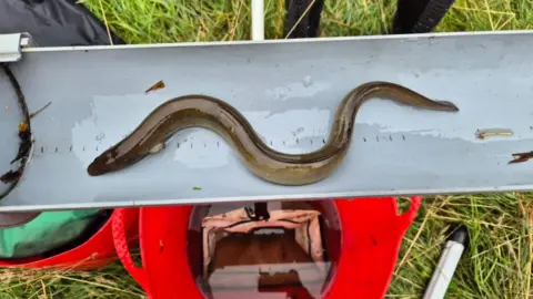 A long, brown eel being measured in a grey container. A red bucket and grass can be seen below.