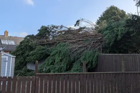 BBC WEATHER WATCHERS / Eddiethebear A large green tree has fallen across a garden. The branches are being held up by a brown, wooden fence.