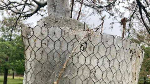 El árbol respiraba con telarañas