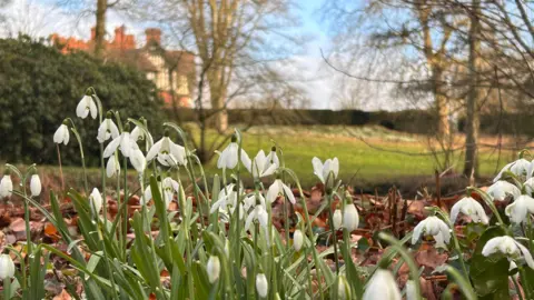 James Carnell White flowers and green and grass and trees. A house is visible in the background
