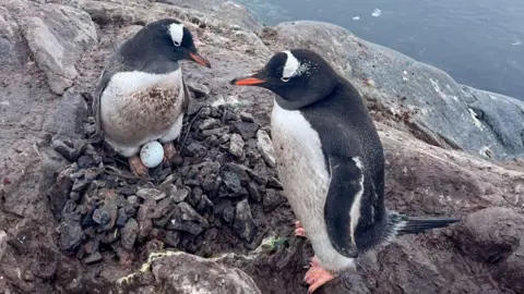 UKAHT/Maggie Coll Two penguins stood next to each other. The one on the left is stood over an egg. 