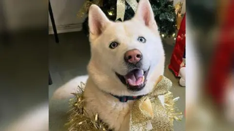 Kato, an akita, looks at the camera with his mouth open - as if he is smiling - with a glittery and festive gold bow attached to his collar, and gold tinsel around his shoulders. There is a Christmas tree behind him.