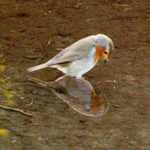 Hataitip Groth Robin and reflection