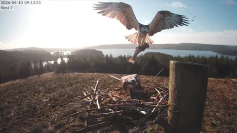 A webcam image of an osprey bringing a fish to a nest. It is coming in to land with its wings outstretched and the fish in its talons. Another osprey is in the nest, beyond which is a forest along with a lake and hills in the far distance.