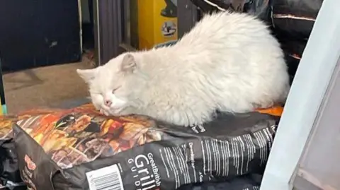 Pixie the Applegreen Garage Cat Pixie taking a nap on some barbecue coals