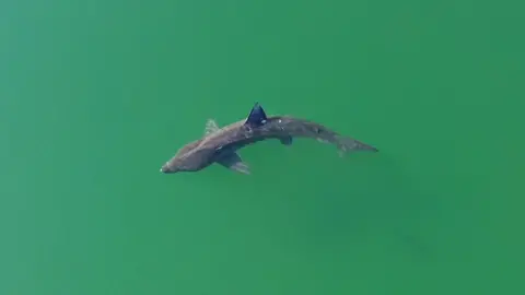Shark swimming in green water