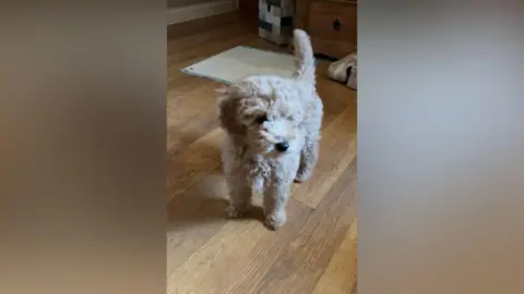 Jo Barnes A sandy coloured cocker-poo standing on a laminate floor 