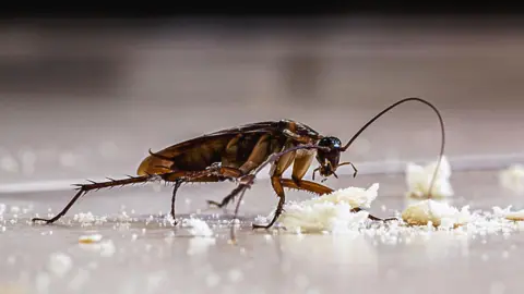 A cockroach eats the left over crumbs on a floor. 