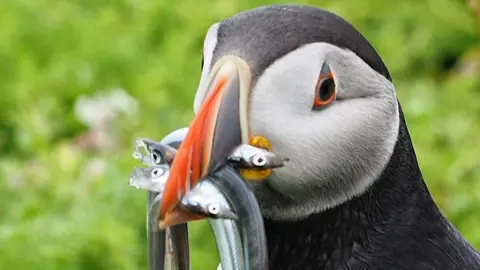 Andrew Pearson / RSPB Puffin with fish in its mouth