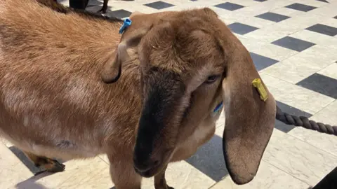 Worcester Cathedral Pablo the goat pictured at the 2022 service. She is light brown in colour and is stood on a black and white floor.