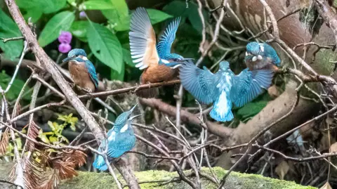 BRIAN GALLAGHER Kingfishers at Linn Park.