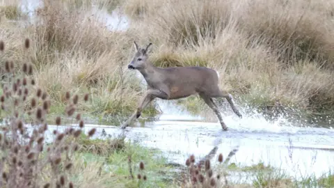 Peterborough Walks A brown deer spotted running on a flooded field.