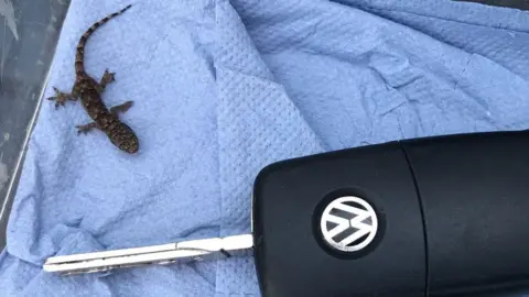 RSPCA Gecko to scale