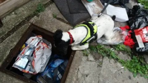 Suffolk Trading Standards Dog searching for items