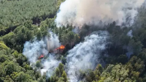 Wildfire at ancient woodland in Abbot's Wood, near Polegate, East Sussex. Extensive smoke can be seen billowing from a sizeable area of woodland. Flames are also visible.