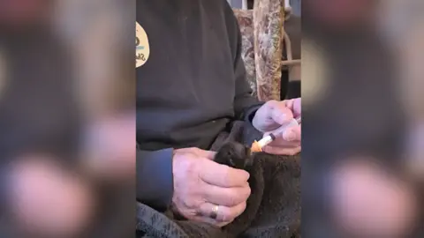 Shelter Paws Cat Rescue A tiny black kitten being fed with a syringe full of milk on a man's lap.