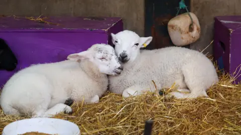 The Late Shows Two lambs leaning against each other while lying down. The one on the right is looking into the camera while the one on the left has its eyes closed as it rests on the other's chest. They are on top of some hay with purple boxes behind them.