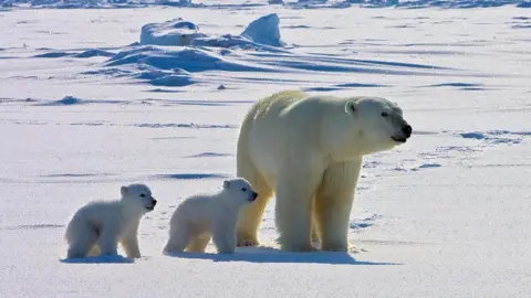 USGS Una madre de oso polar y sus cachorros 