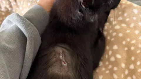 RSPCA A stitched-up wound on a shaved spot on a black cat's back. The cat is lying on a beige and white spotty blanket and someone's hand is stroking the side of its face.