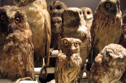 Getty Images stuffed owls